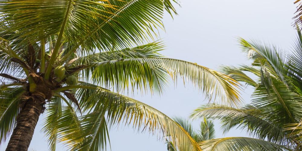 Excursion catamaran Îles de Guadeloupe